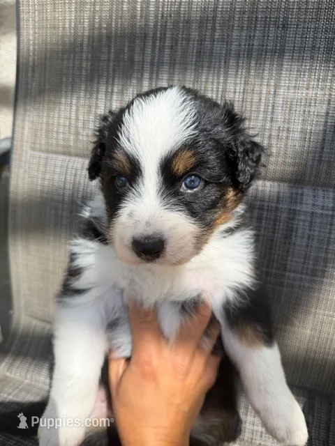 black tri 1 – Australian Shepherd puppy for sale in Stockton, CA