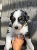 black tri 1, a male Australian Shepherd for sale in Stockton, CA – 1 of 4