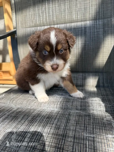red boy 2 – Australian Shepherd puppy for sale in Stockton, CA
