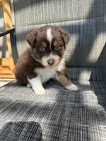 red boy 2, a male Australian Shepherd for sale in Stockton, CA – 1 of 4