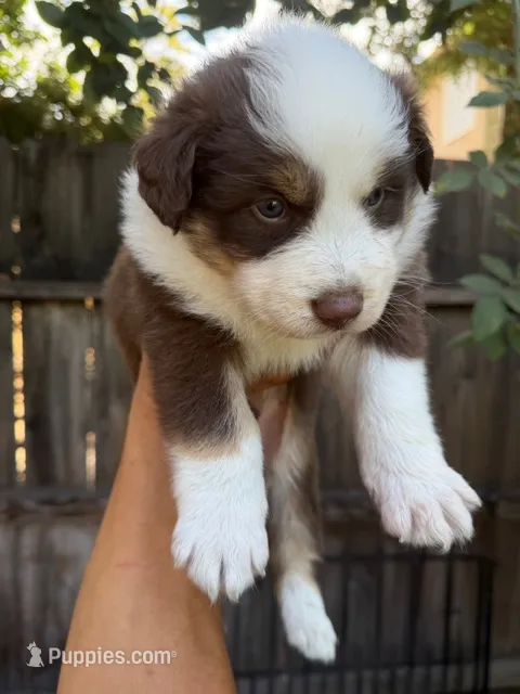 red boy 1 – Australian Shepherd puppy for sale in Stockton, CA