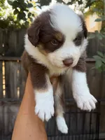 red boy 1, a male Australian Shepherd for sale in Stockton, CA – 1 of 4