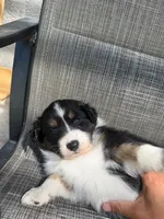 black tri 2, a male Australian Shepherd for sale in Stockton, CA – 2 of 4