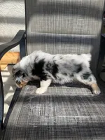 merle boy, a male Australian Shepherd for sale in Stockton, CA – 2 of 4