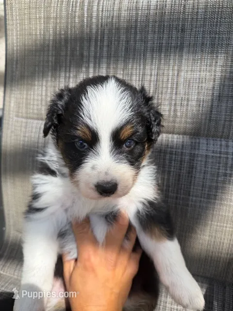 balck tri 1 – Australian Shepherd puppy for sale in Stockton, CA