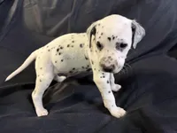 Male 3, a male Dalmatian for sale in Mount Juliet, TN – Photo 4 of 6