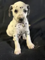 Male 3, a male Dalmatian for sale in Mount Juliet, TN – Photo 2 of 6