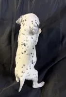 Male 3, a male Dalmatian for sale in Mount Juliet, TN – Photo 3 of 6