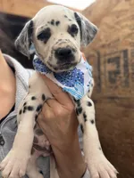 Male 3, a male Dalmatian for sale in Mount Juliet, TN – Photo 1 of 6