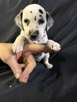 Female 2, a male Dalmatian for sale in Mount Juliet, TN – Photo 3 of 6