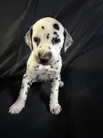 Female 2, a male Dalmatian for sale in Mount Juliet, TN – Photo 2 of 6