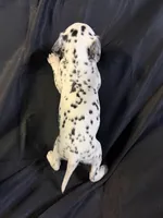 Female 2, a male Dalmatian for sale in Mount Juliet, TN – Photo 5 of 6