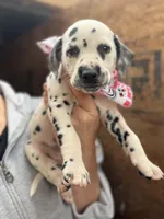 Female 2, a male Dalmatian for sale in Mount Juliet, TN – Photo 1 of 6
