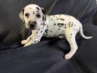 Female 2, a male Dalmatian for sale in Mount Juliet, TN – Photo 4 of 6