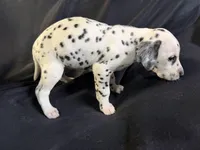 Female 2, a male Dalmatian for sale in Mount Juliet, TN – Photo 6 of 6