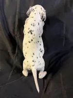 Male 1, a male Dalmatian for sale in Mount Juliet, TN – Photo 4 of 4
