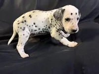 Male 4, a male Dalmatian for sale in Mount Juliet, TN – Photo 4 of 6