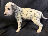 Male 4, a male Dalmatian for sale in Mount Juliet, TN – Photo 6 of 6