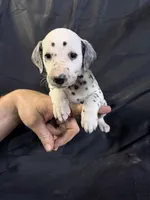 Male 4, a male Dalmatian for sale in Mount Juliet, TN – Photo 2 of 6