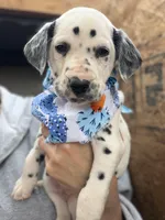 Male 4, a male Dalmatian for sale in Mount Juliet, TN – Photo 1 of 6