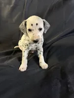 Male 4, a male Dalmatian for sale in Mount Juliet, TN – Photo 3 of 6