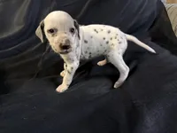 Liver female, a male Dalmatian for sale in Mount Juliet, TN – Photo 3 of 6