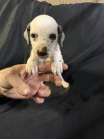 Liver female, a male Dalmatian for sale in Mount Juliet, TN – Photo 4 of 6