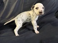 Liver female, a male Dalmatian for sale in Mount Juliet, TN – Photo 5 of 6