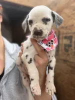 Liver female, a male Dalmatian for sale in Mount Juliet, TN – Photo 1 of 6