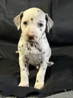 Liver male, a male Dalmatian for sale in Mount Juliet, TN – Photo 4 of 6