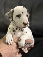 Liver male, a male Dalmatian for sale in Mount Juliet, TN – Photo 2 of 6