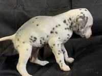 Liver male, a male Dalmatian for sale in Mount Juliet, TN – Photo 3 of 6