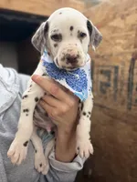 Liver male, a male Dalmatian for sale in Mount Juliet, TN – Photo 1 of 6