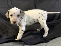 Liver male, a male Dalmatian for sale in Mount Juliet, TN – Photo 6 of 6