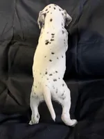 Liver male, a male Dalmatian for sale in Mount Juliet, TN – Photo 5 of 6