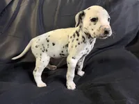 Male 2, a male Dalmatian for sale in Mount Juliet, TN – Photo 2 of 3
