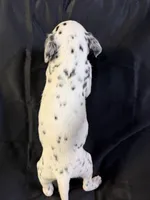 Male 2, a male Dalmatian for sale in Mount Juliet, TN – Photo 3 of 3