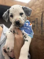 Male 2, a male Dalmatian for sale in Mount Juliet, TN – Photo 1 of 3