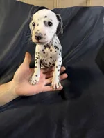 Female 3, a male Dalmatian for sale in Mount Juliet, TN – Photo 4 of 6