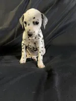 Female 3, a male Dalmatian for sale in Mount Juliet, TN – Photo 2 of 6