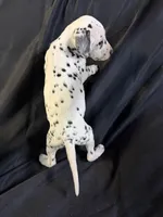 Female 3, a male Dalmatian for sale in Mount Juliet, TN – Photo 6 of 6