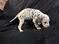 Female 3, a male Dalmatian for sale in Mount Juliet, TN – Photo 5 of 6