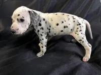 Female 3, a male Dalmatian for sale in Mount Juliet, TN – Photo 3 of 6