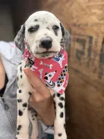 Female 3, a male Dalmatian for sale in Mount Juliet, TN – Photo 1 of 6