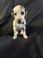 Female 1, a male Dalmatian for sale in Mount Juliet, TN – Photo 3 of 6