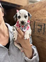 Female 1, a male Dalmatian for sale in Mount Juliet, TN – Photo 1 of 6