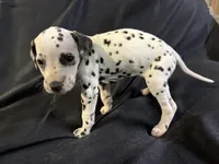 Female 1, a male Dalmatian for sale in Mount Juliet, TN – Photo 2 of 6