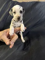 Female 1, a male Dalmatian for sale in Mount Juliet, TN – Photo 4 of 6