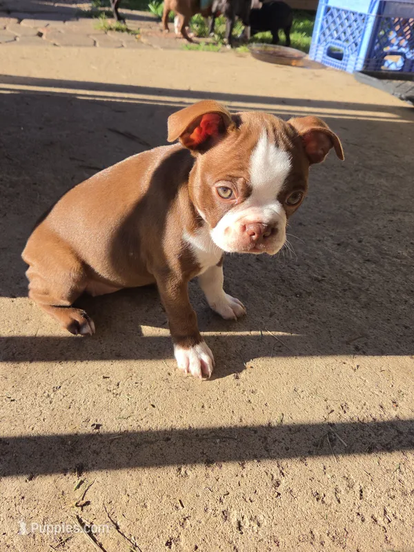 Matty – Boston Terrier puppy for sale in Logansport, IN