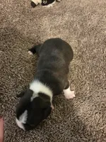 Jet, a female Boston Terrier for sale in Logansport, IN – 2 of 3